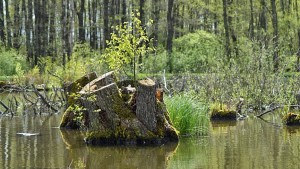 Kořeny na sumčáku připomínají mangrovový porost